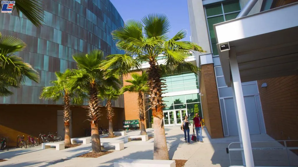 University of South Florida 
